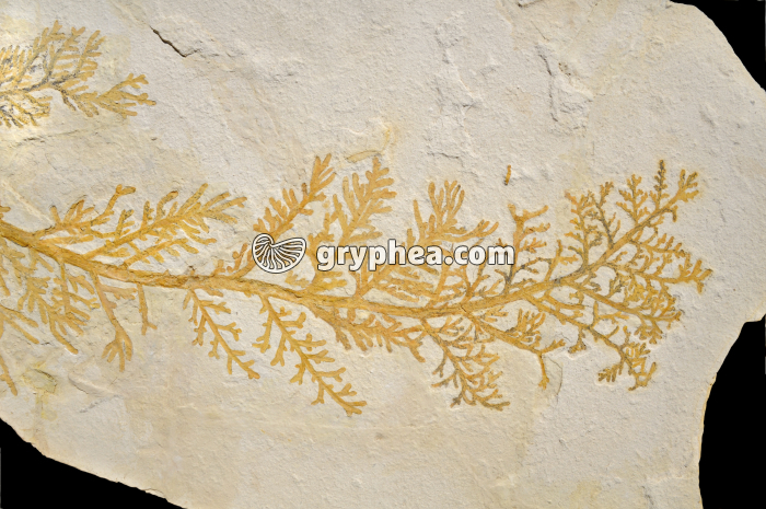 Rameau de Cyprès fossilisé - gryphea.com